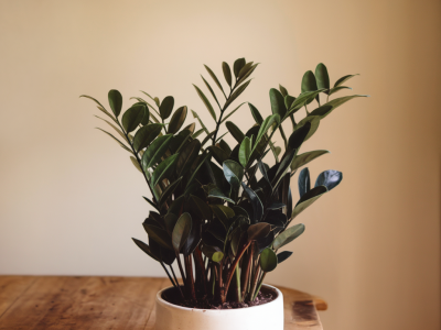 Which low-maintenance houseplants survive a busy life and how to care for them properly