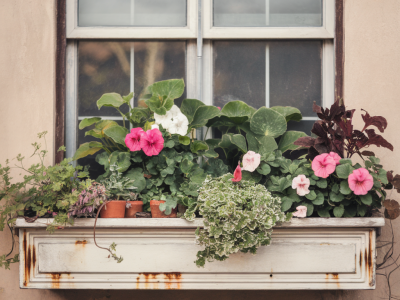 What to plant in a tiny south-facing window box that thrives with one weekly watering
